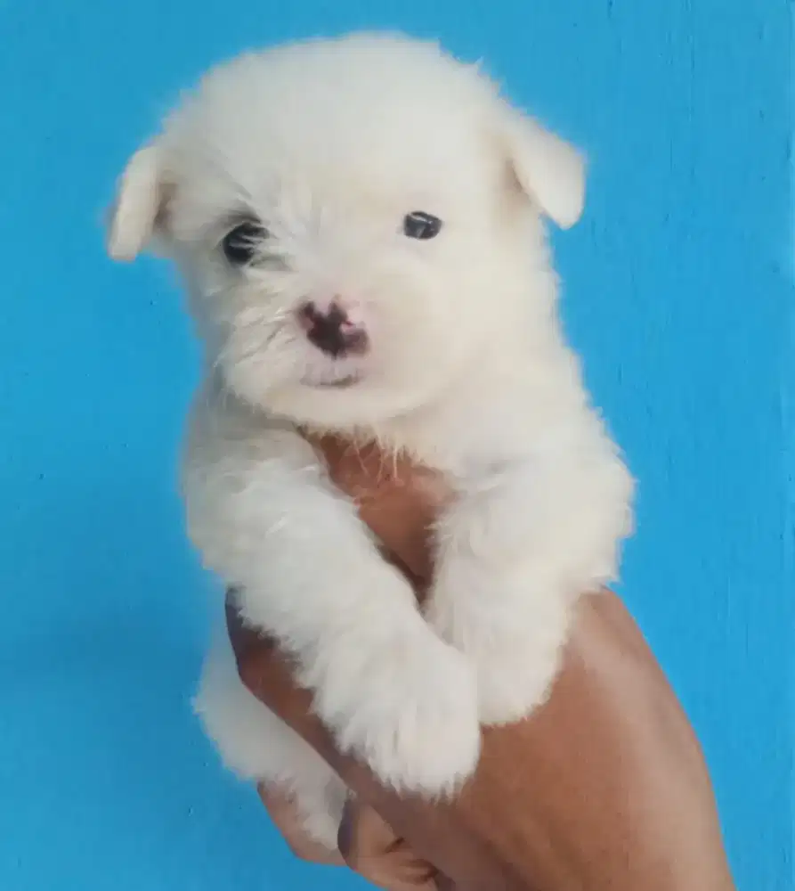 Maltise betina usia 2 bln