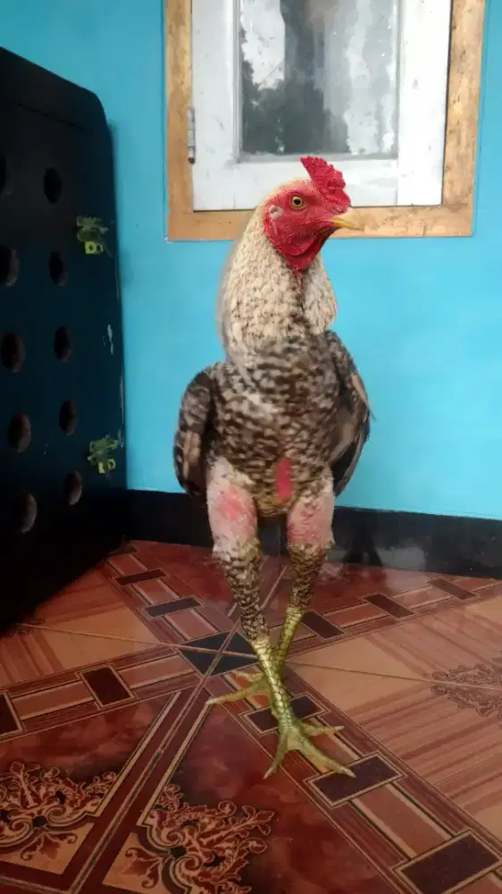 Ayam Jago Jali, Bangkok x pakhoy