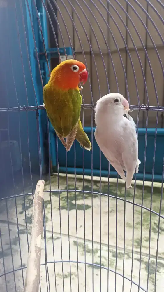 Love bird sepasang burja