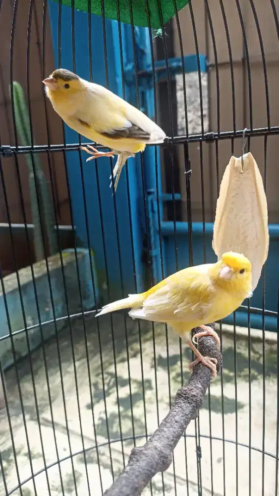 Burung kenari AF sepasang