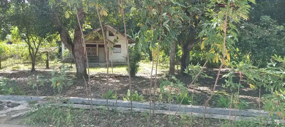 Dijual Tanah beserta Rumah dan Kebun diatasnya