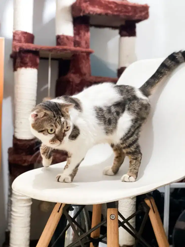 Kucing Scottish Fold Proven