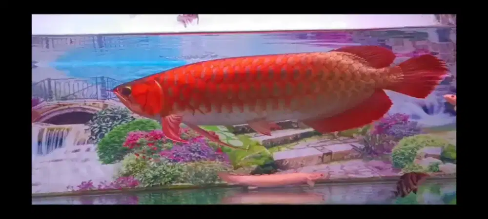 Arwana super red 45cm ITL