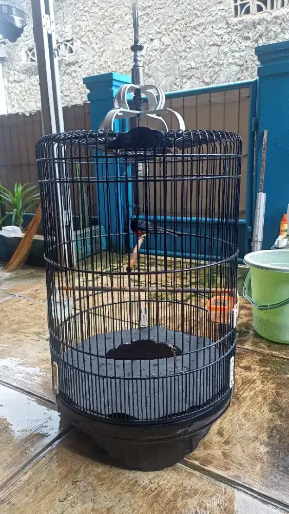 Burung murai fullset