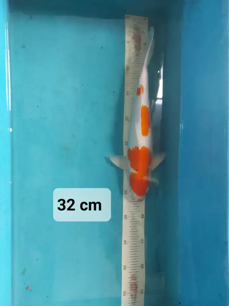 Ikan Koi bulky murah