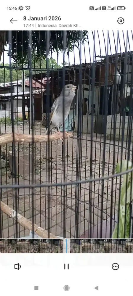 Kenari brisik gacoran