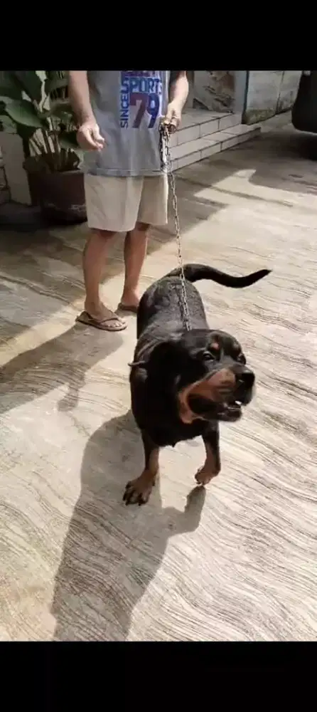 Rootweiler + kandang