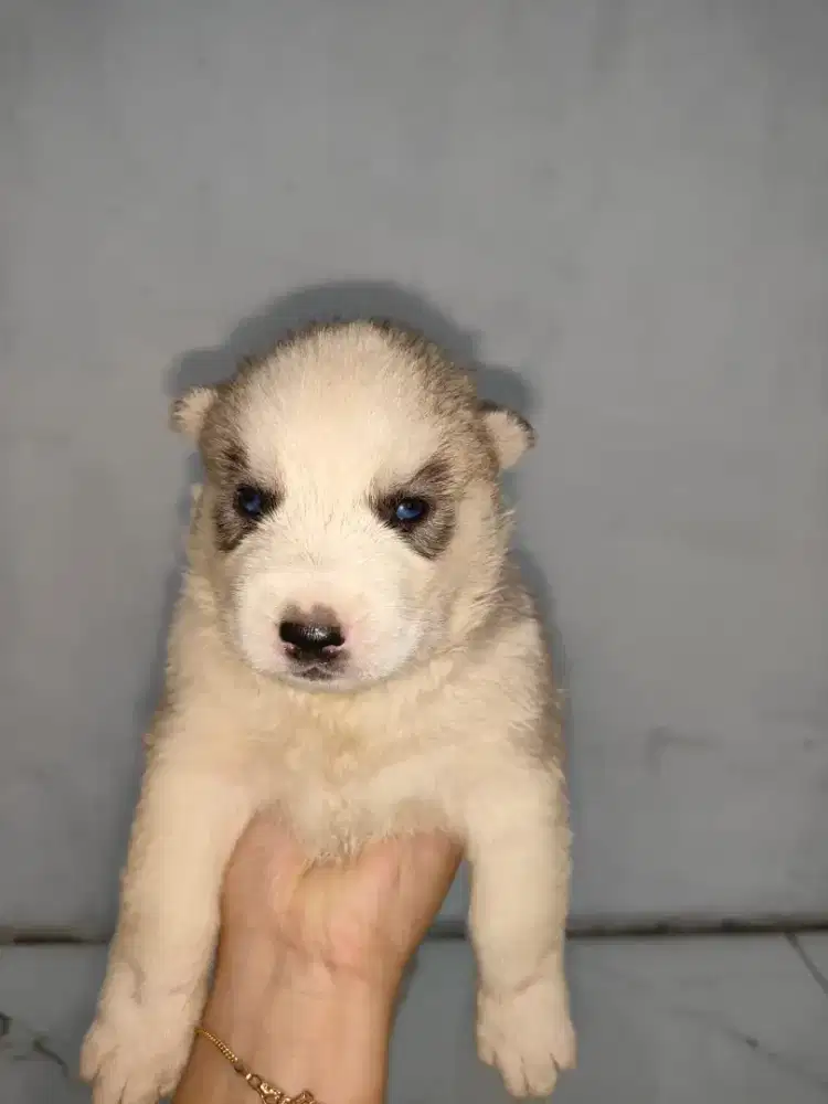 Husky jantan dan betina