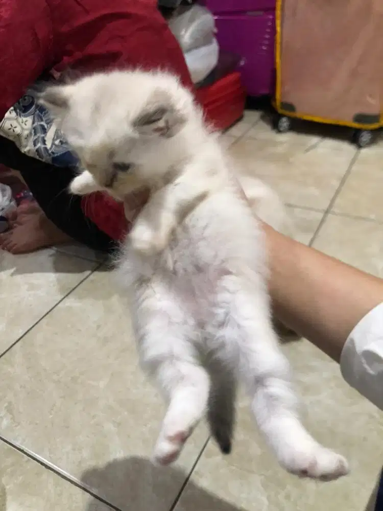 Kucing persia betina dan jantan