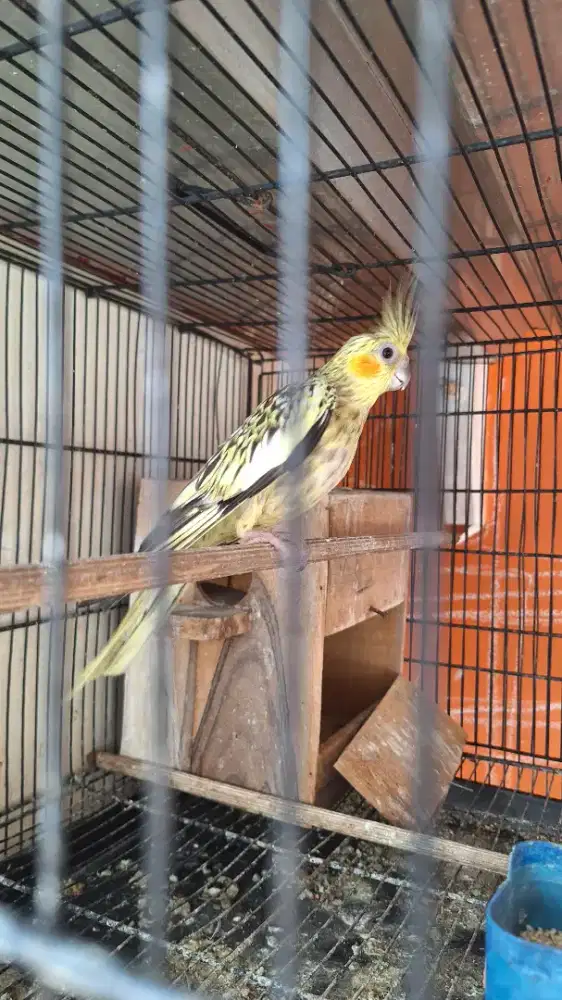 Falk parkit Australia