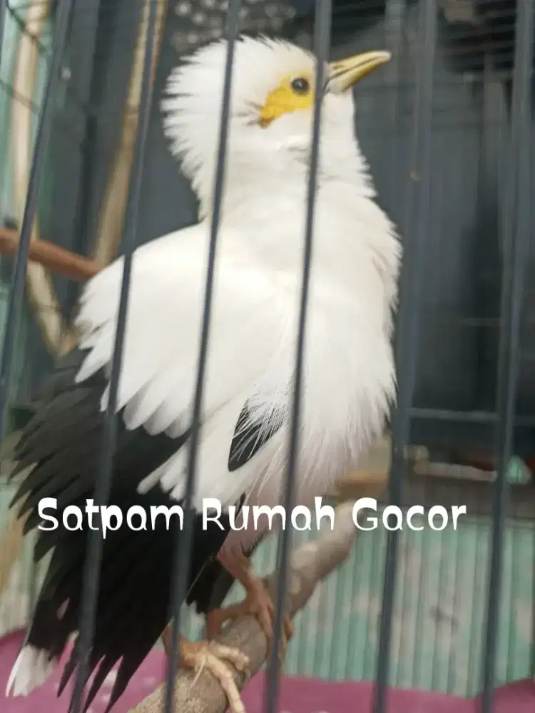Burung Hitam Putih JK Ptih Super Gacoorr mantabsss