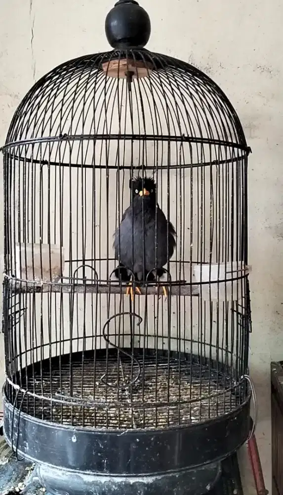 Jalak Kebo Jantan Body Jumbo Rawatan