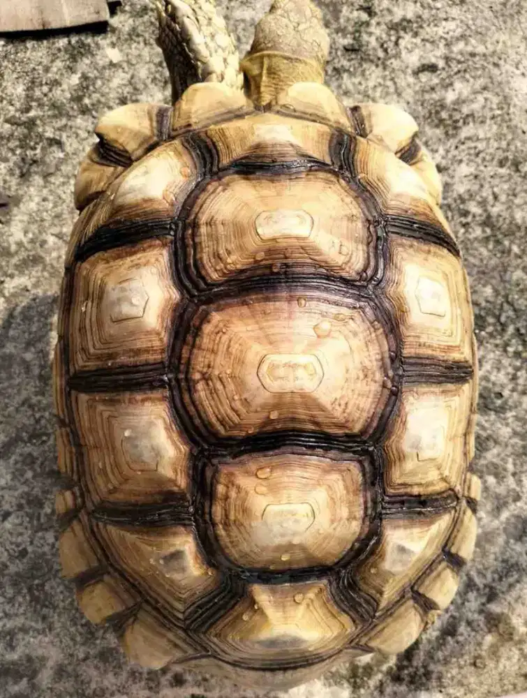 Sulcata jantan 44cm