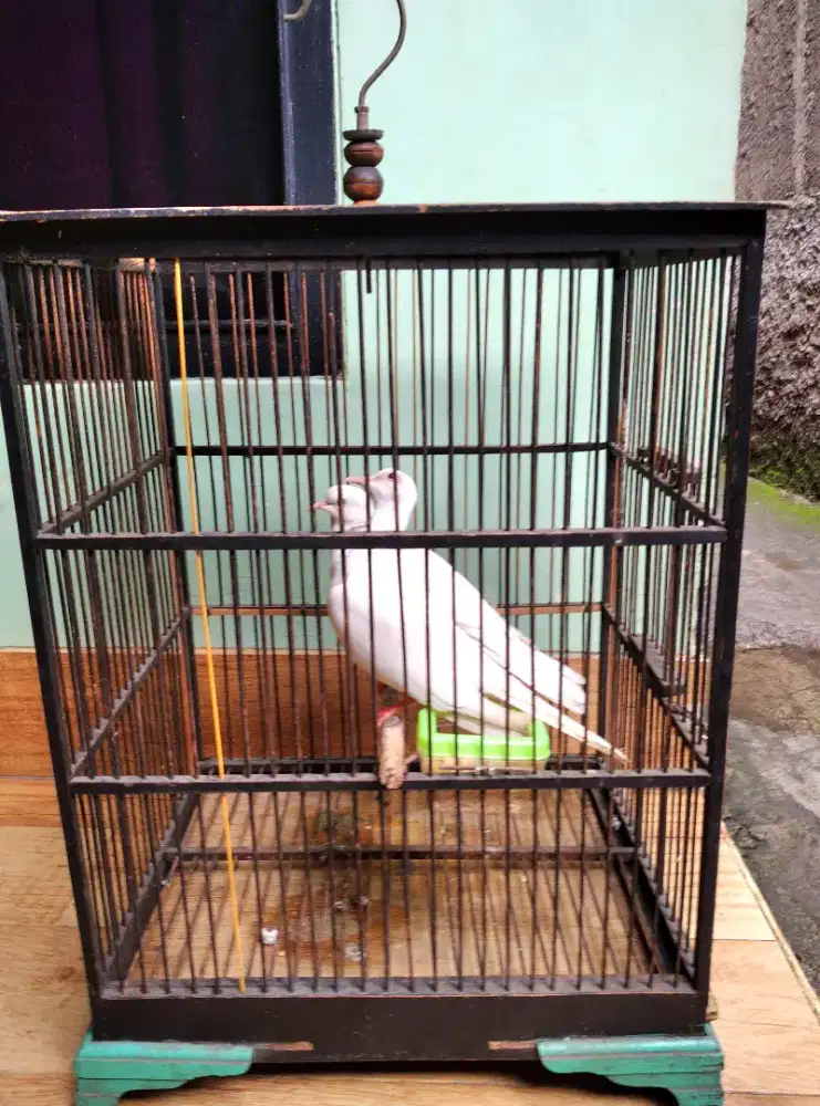 Burung puter albino mata merah sepasang