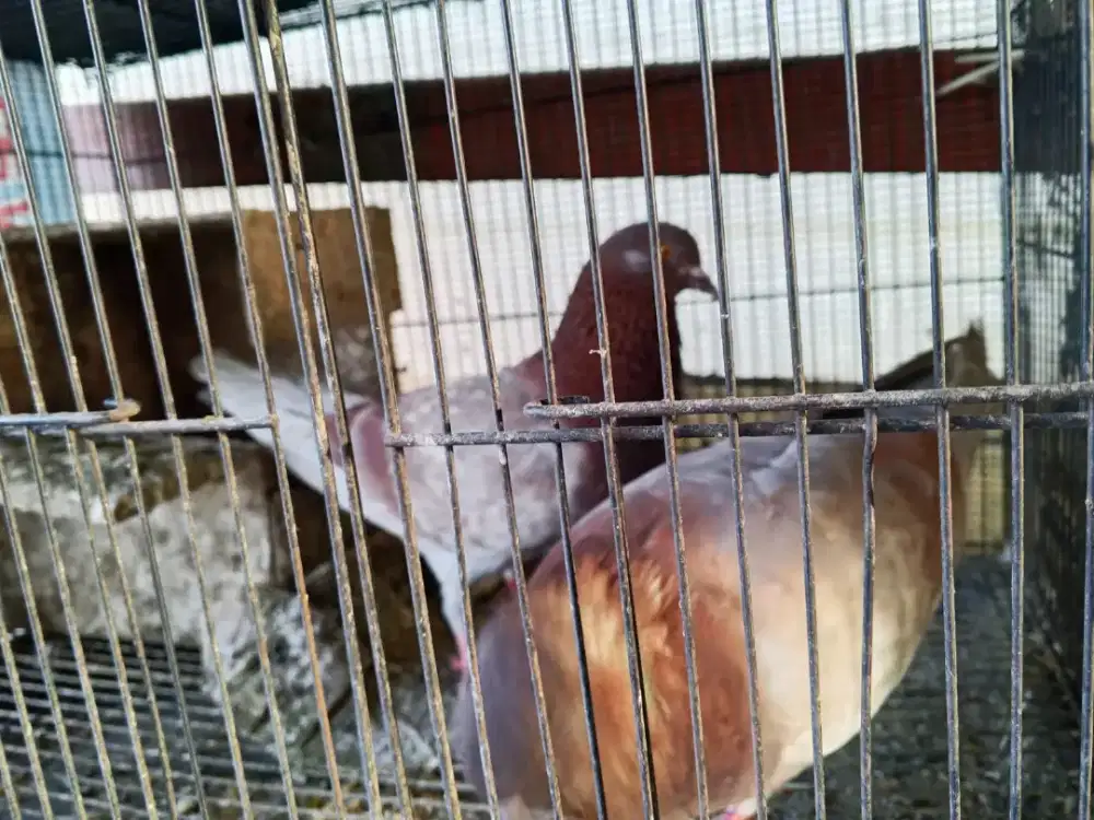 Burung dara 2 pasang