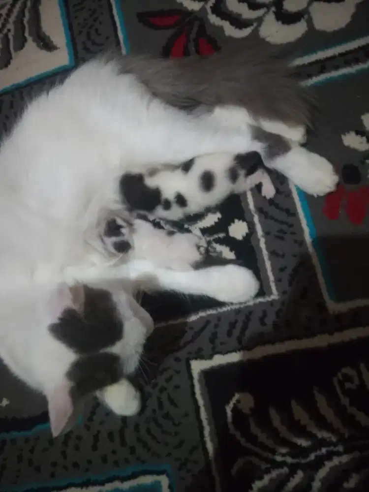 kucing Angora betina, anak duaa