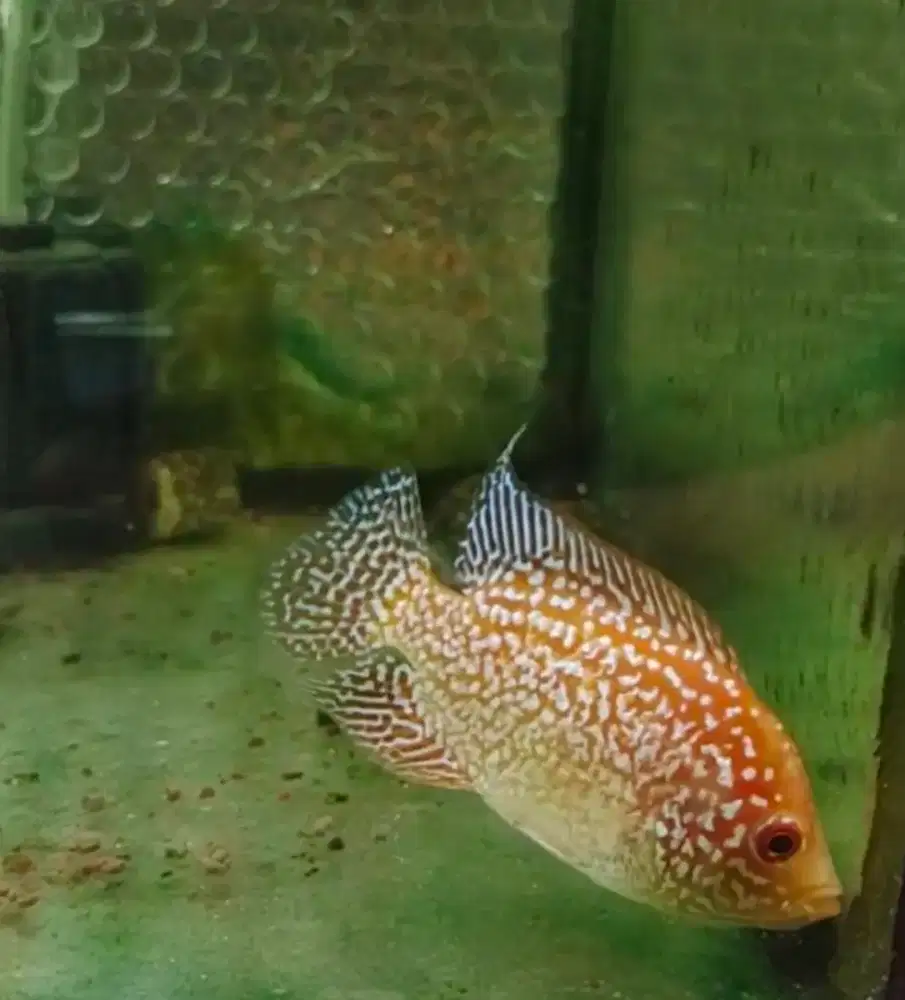 ikan louhan gb 8cm kemungkinan female harga burayak