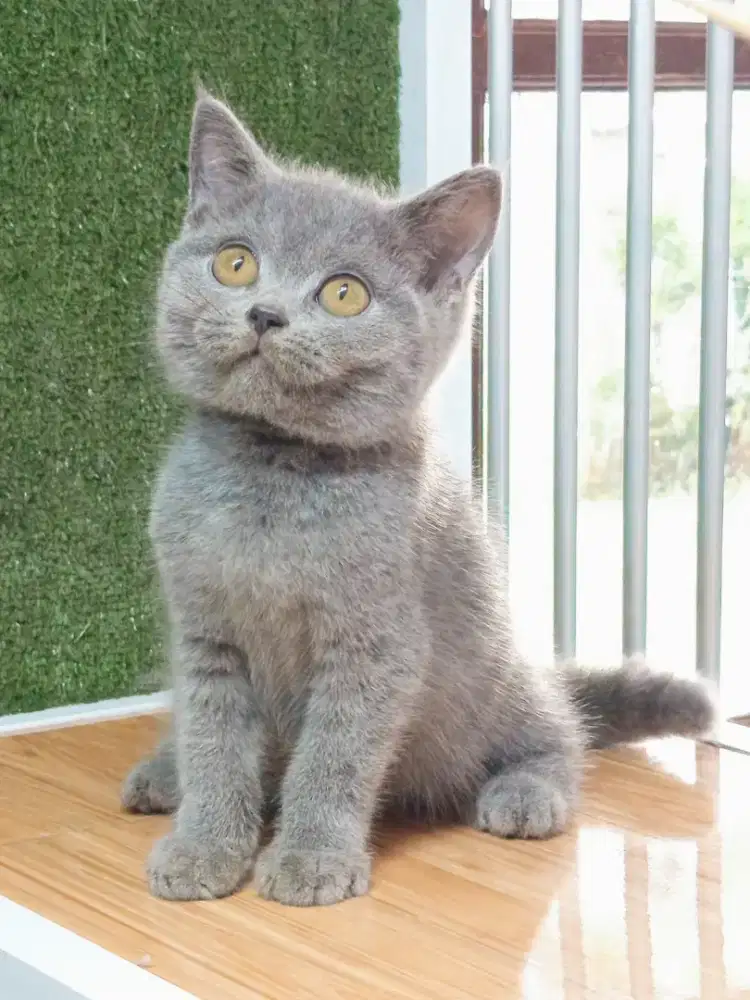 British Shorthair kitten