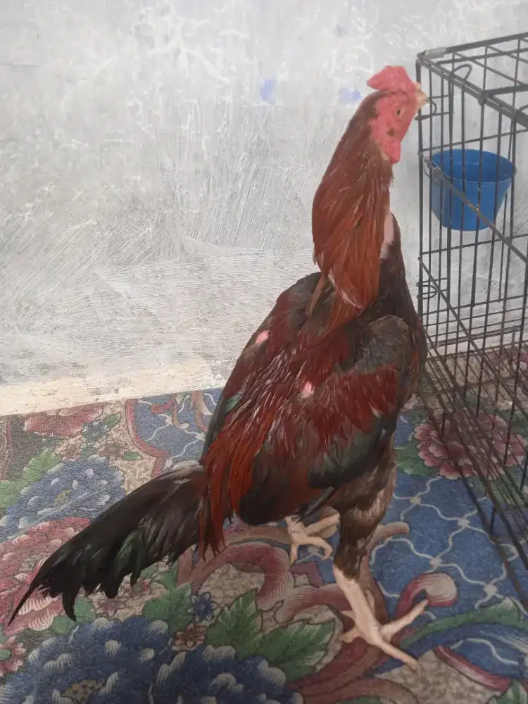 Ayam pejantan bangkokplacker