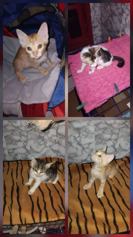 Siap adopsi 6 kitten anak kucing dan 2 kucing dewasa
