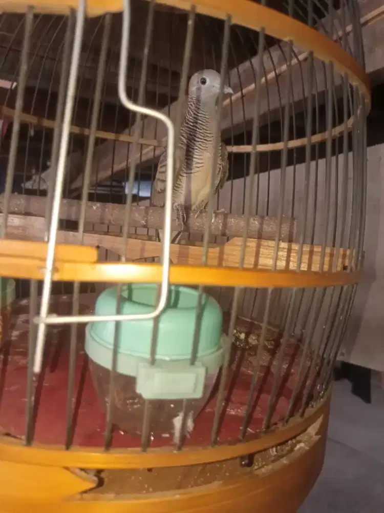 Di jual burung perkutut lokal dan kandang nya kondisi sehat