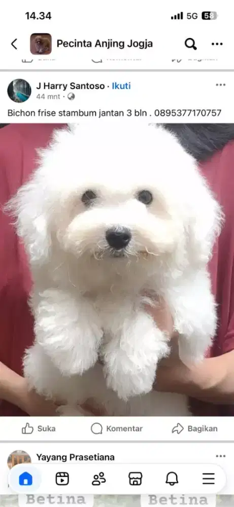 Bichon Frise Stambum jantan