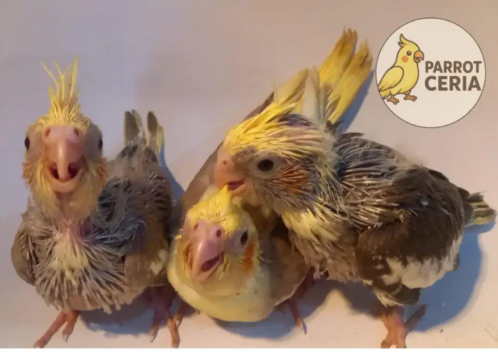 Falk lolohan grade kaytee