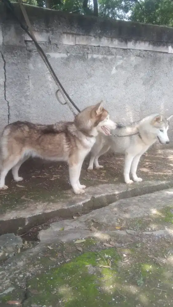 Husky betina 2 EK