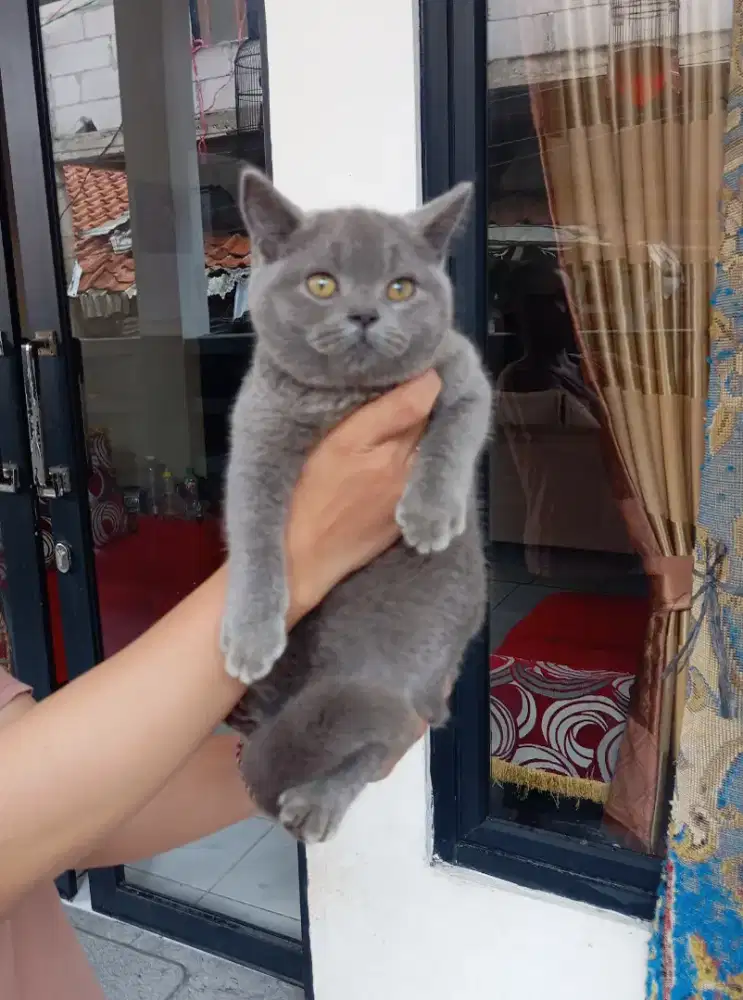 BRITISH SHORTHAIR/BSH BLUE