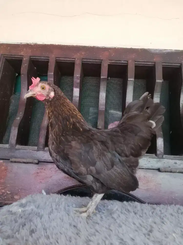 Ayam Kate Betina Warna Hitam