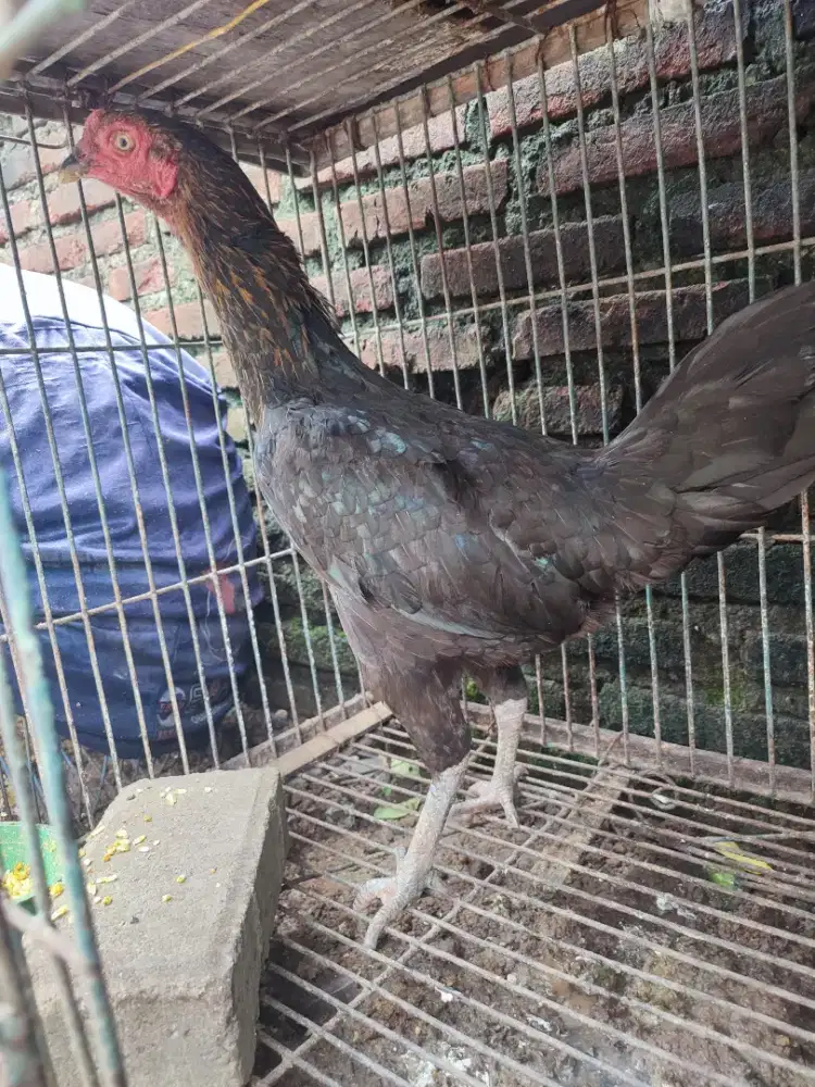Ayam biang kampung asli