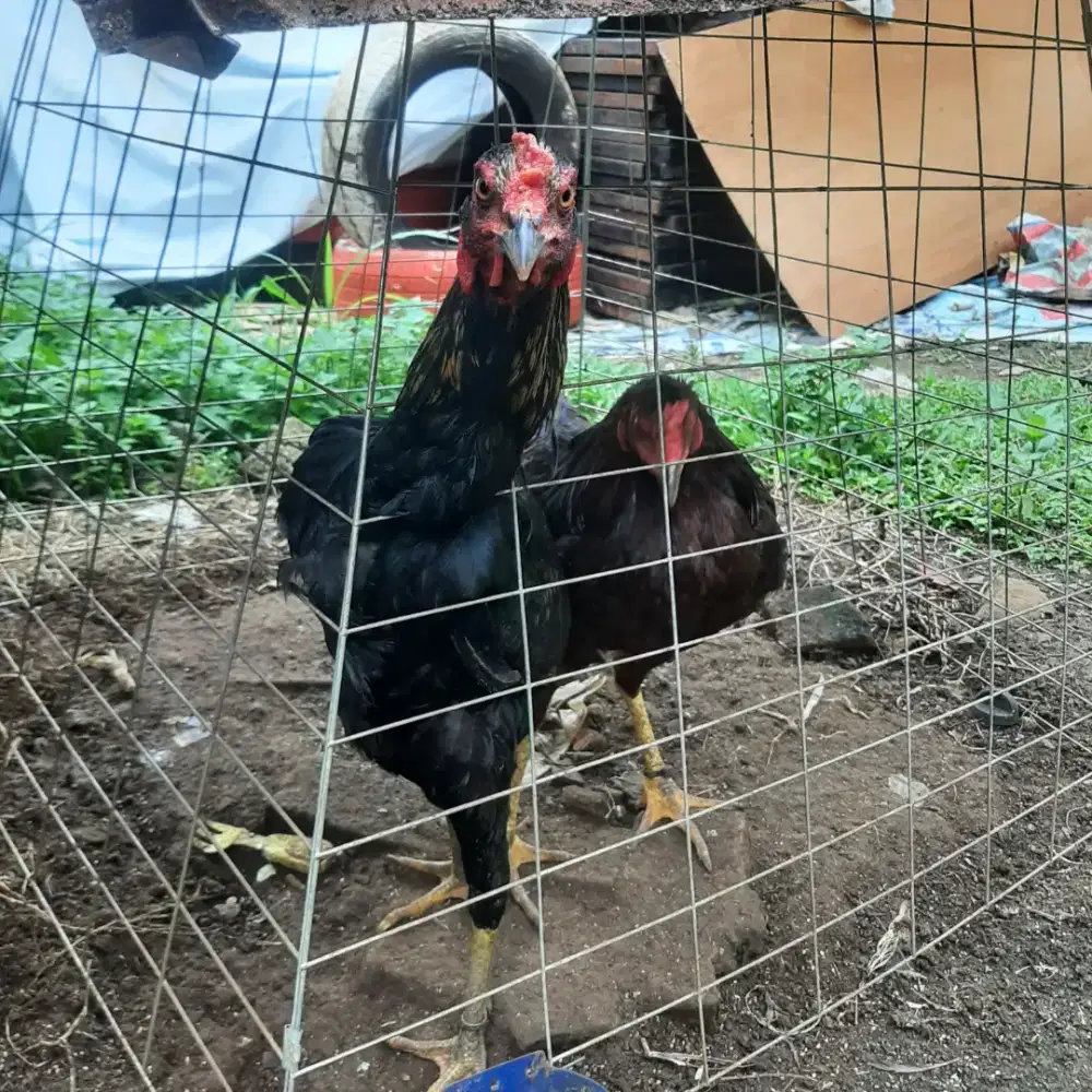Ayam Jago silangan Bangkok x BoiLer