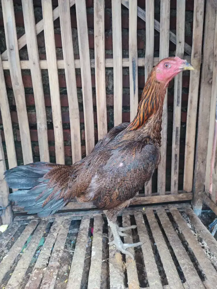 Ayam biang pamangon