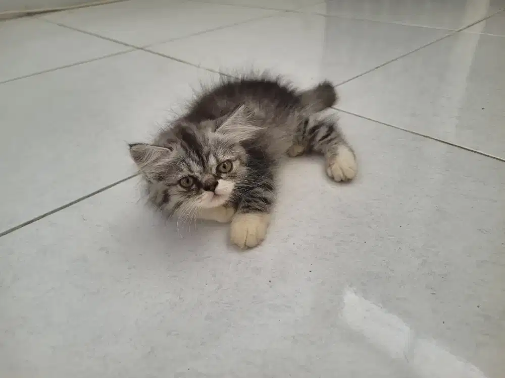 Persia kitten longhair