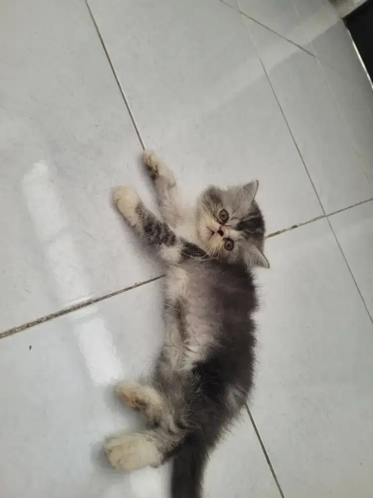 Anakan persia longhair