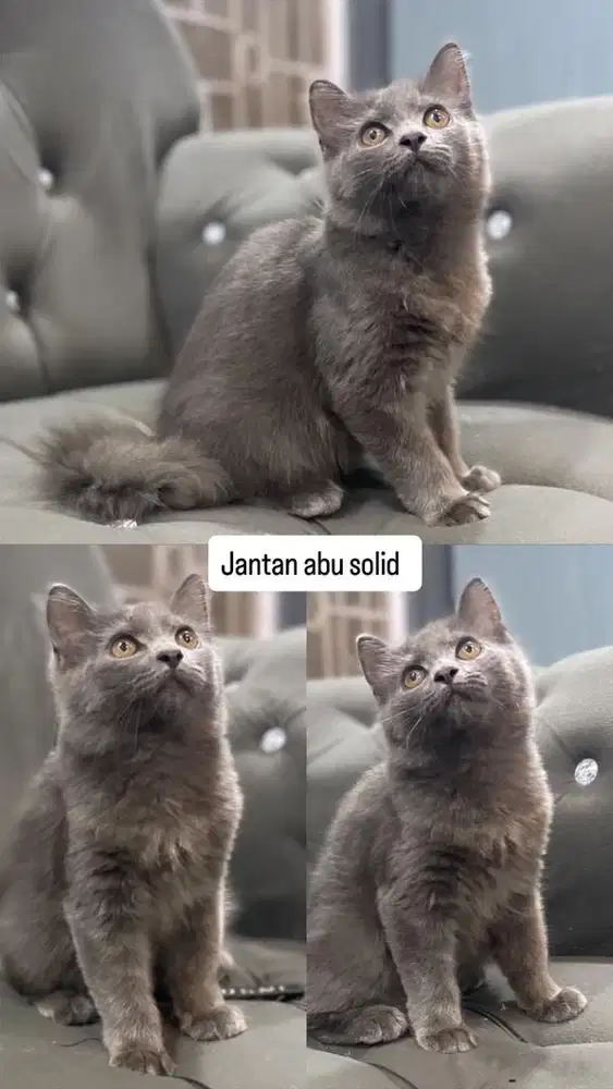 Kitten jantan abu solid bsh persian
