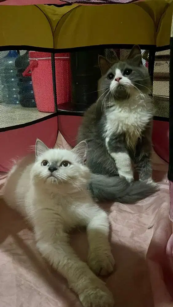 Kucing persia 2 ekor