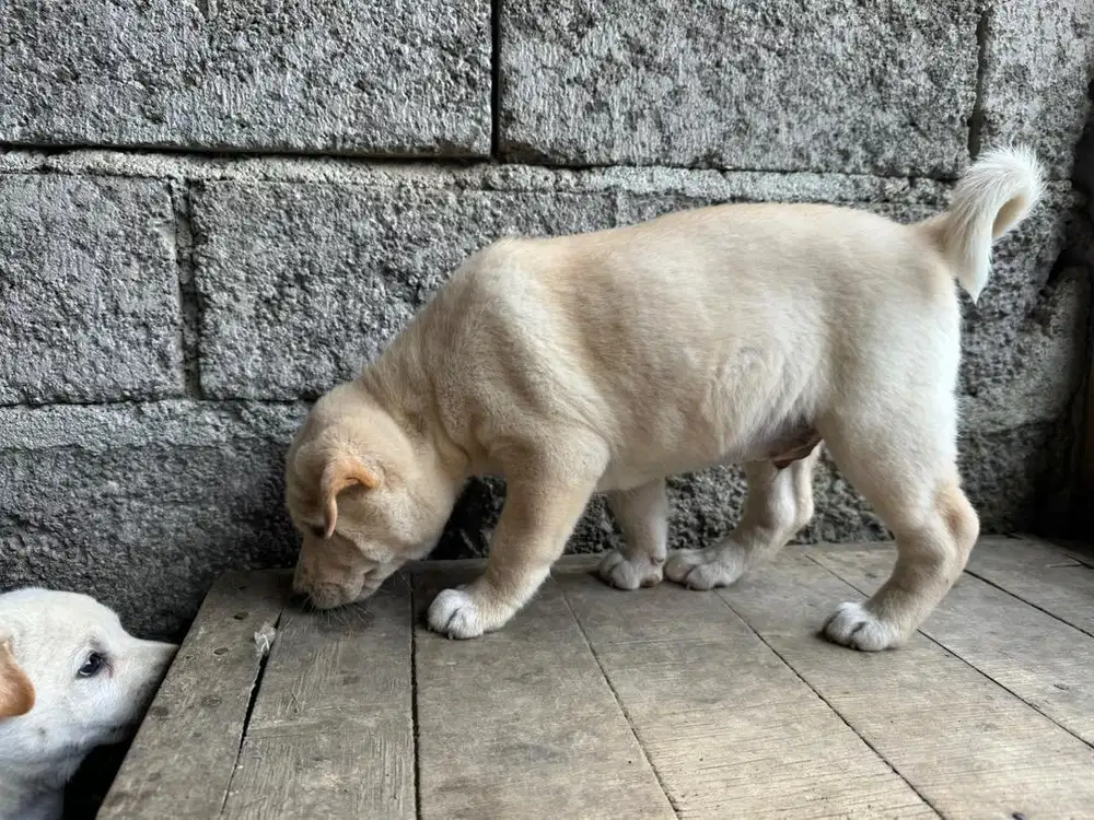 Jual Anak Anjing Kintamani Jantan