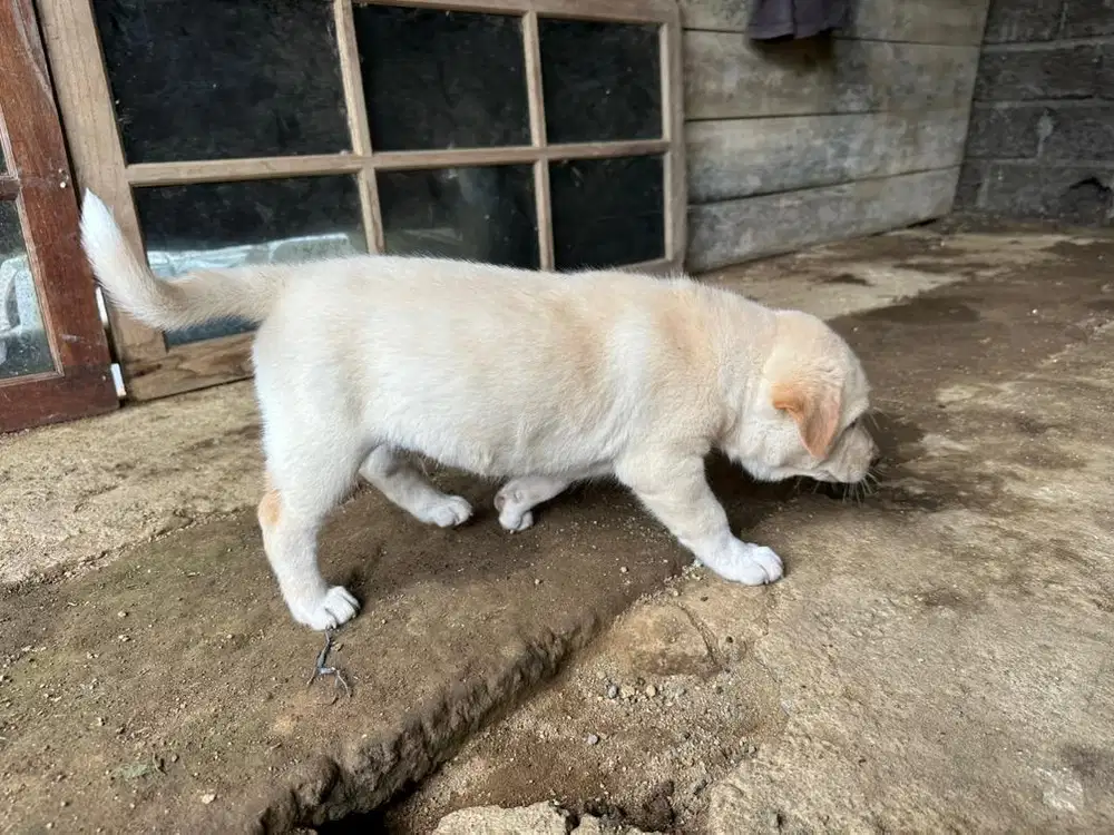 Jual anak anjing kintamani