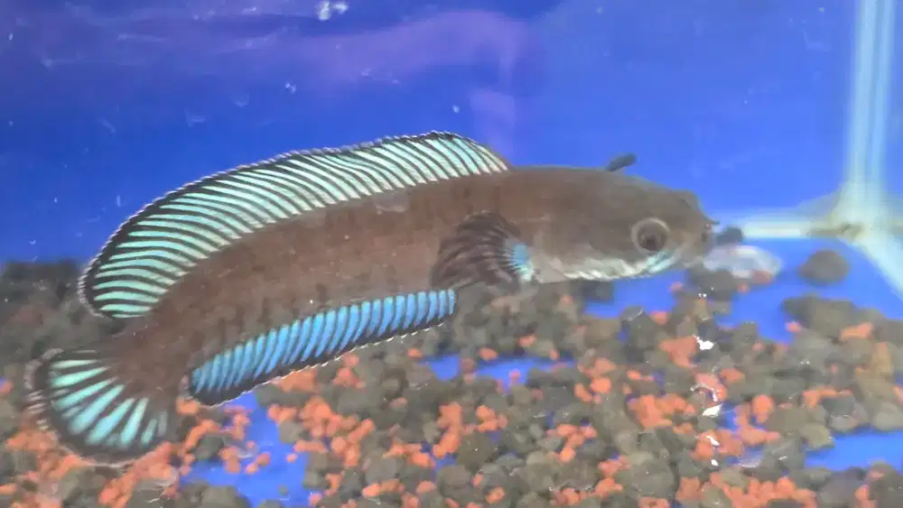 Channa andrao jantan