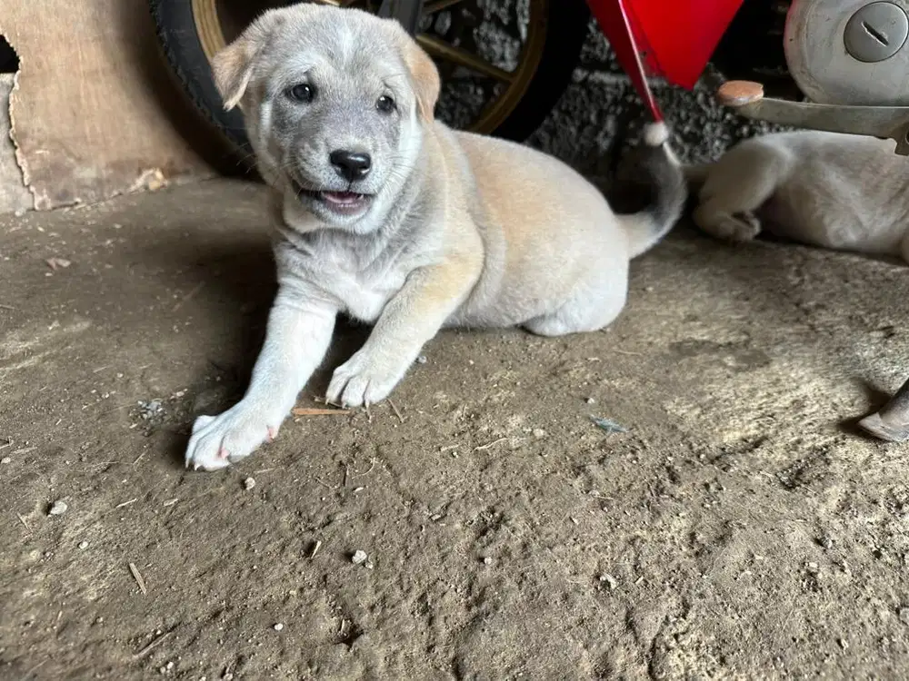 Jual anak anjing kintamani