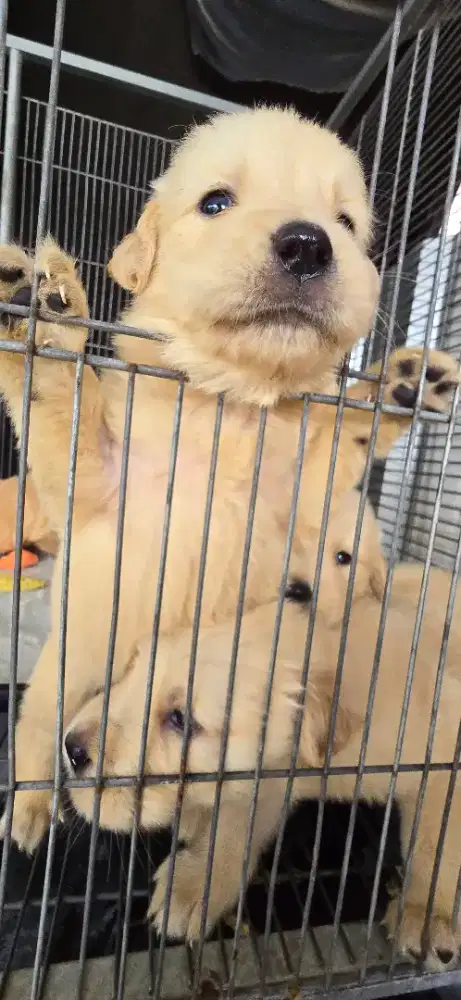 Golden anabul big bone