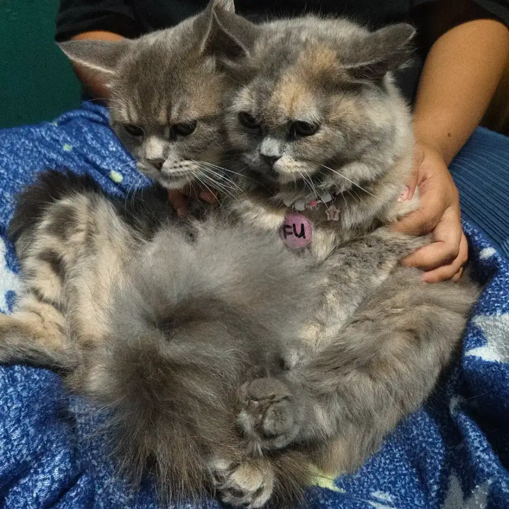 Kucing persia sepasang