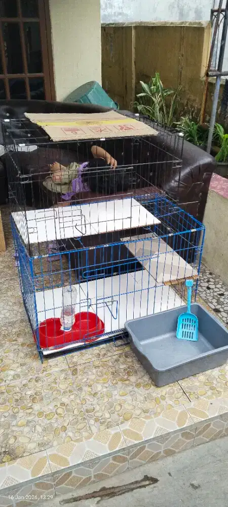 Jual kandang 2 tingkat + kucing kaliko
