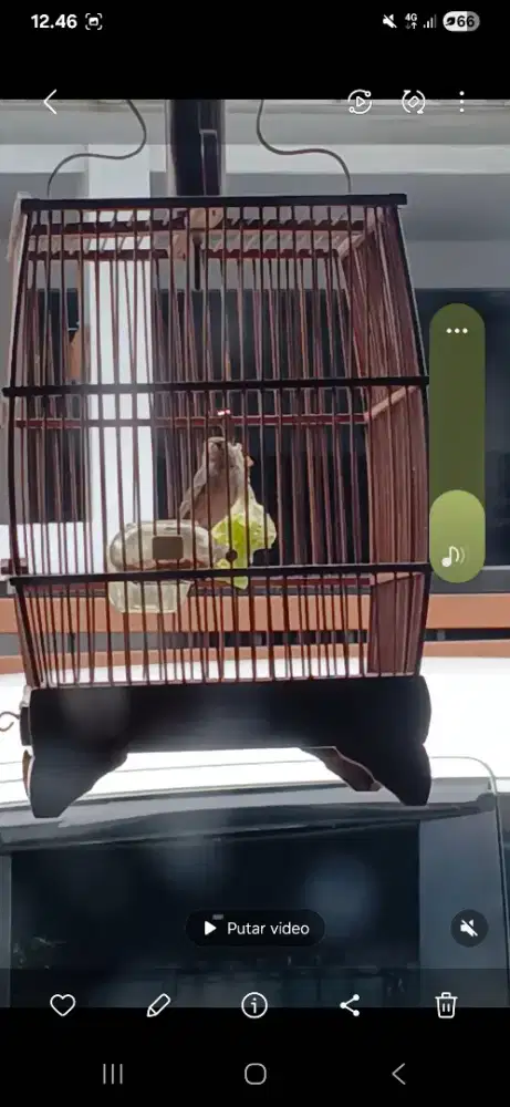 Burung sanger gacor fulset