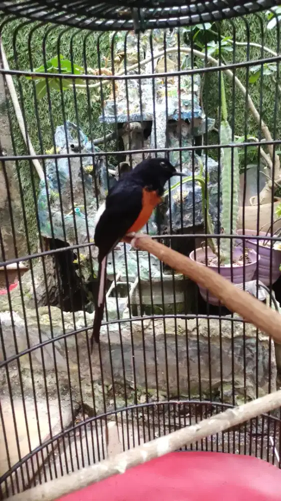 Burung muray prestasi