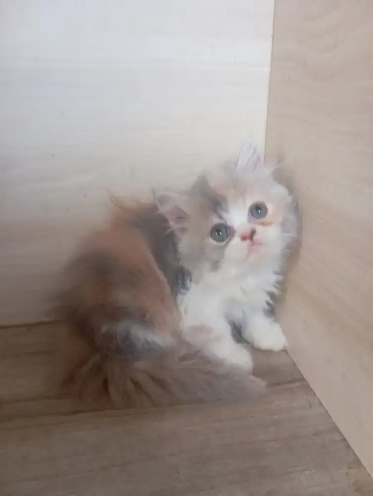 Kucing Persia delute flatnose exo longhair