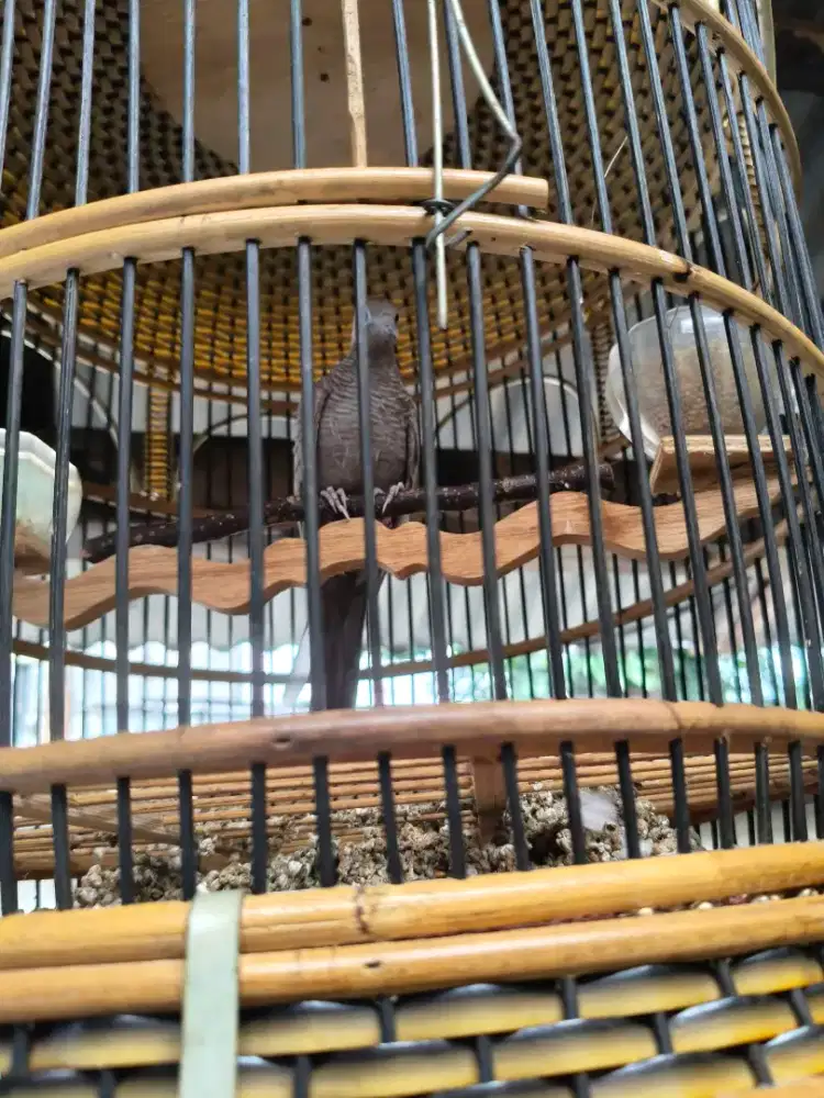 Perkutut Majapahit muda rawatan