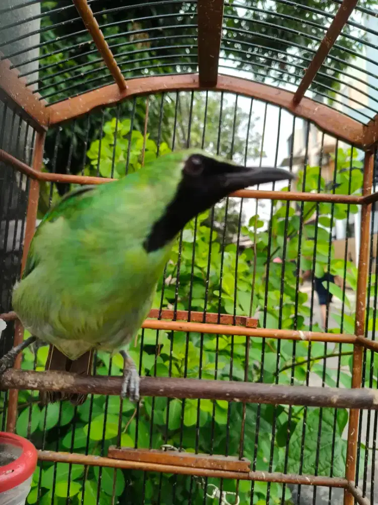 Hijauu Body Besar kicau coor Door istimewa