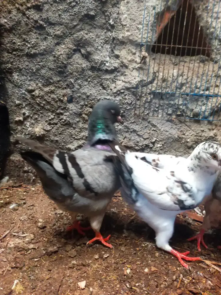 Merpati soking 2 pasang + anak